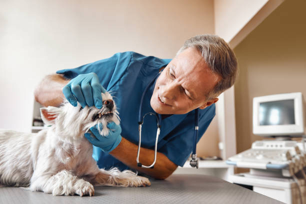 Best Emergency Dentist for Knocked-Out Tooth in Red Bluff, CA